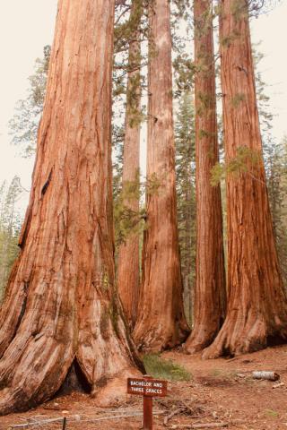 Mariposa Grove 