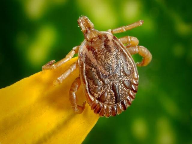 Picture of a tick