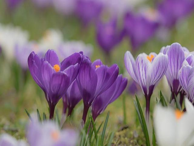 Picture of Saffron plant