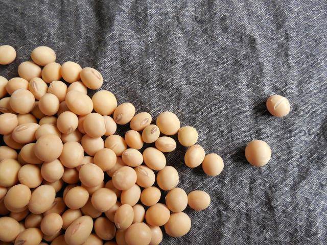 Picture of soybeans