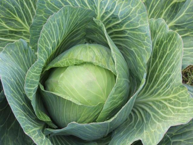 Picture of a cabbage